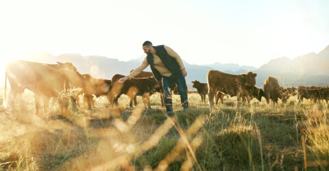 Un éleveur caresse une vache dans un champ.